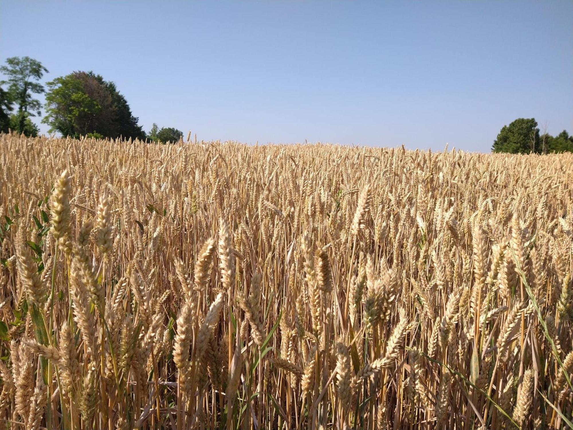 Agriturismo Verdecielo Padova Luaran gambar